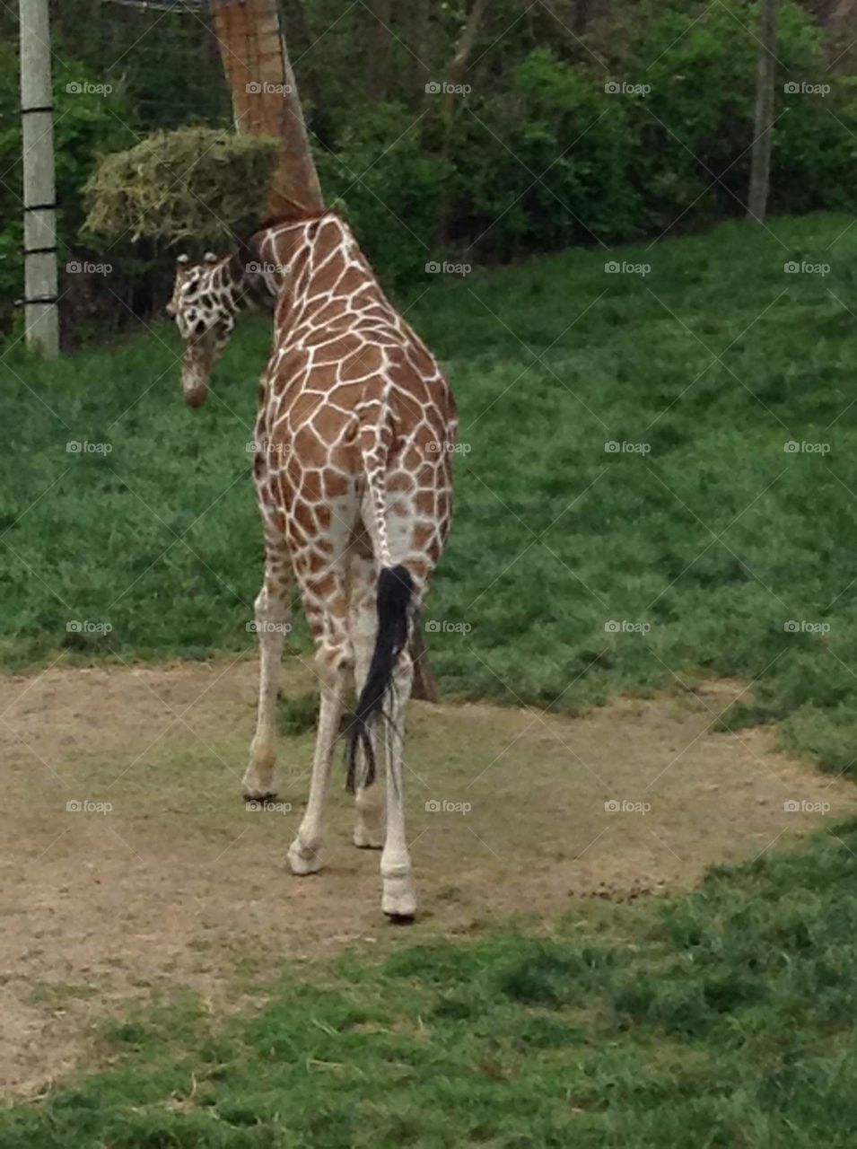 This giraffe is scratching an itch on the back of his neck.