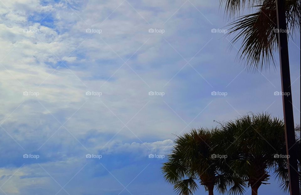 clouds palm trees