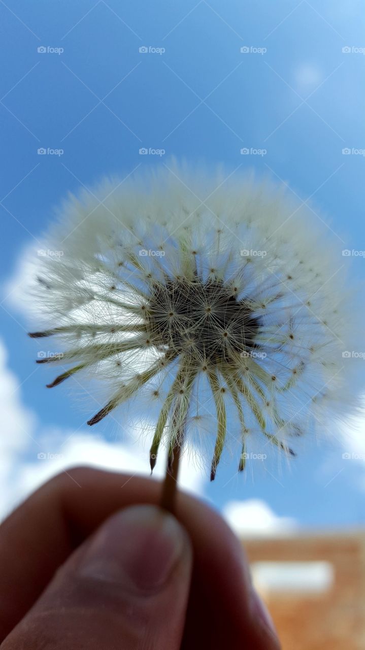 delicate are the dandelion seeds...