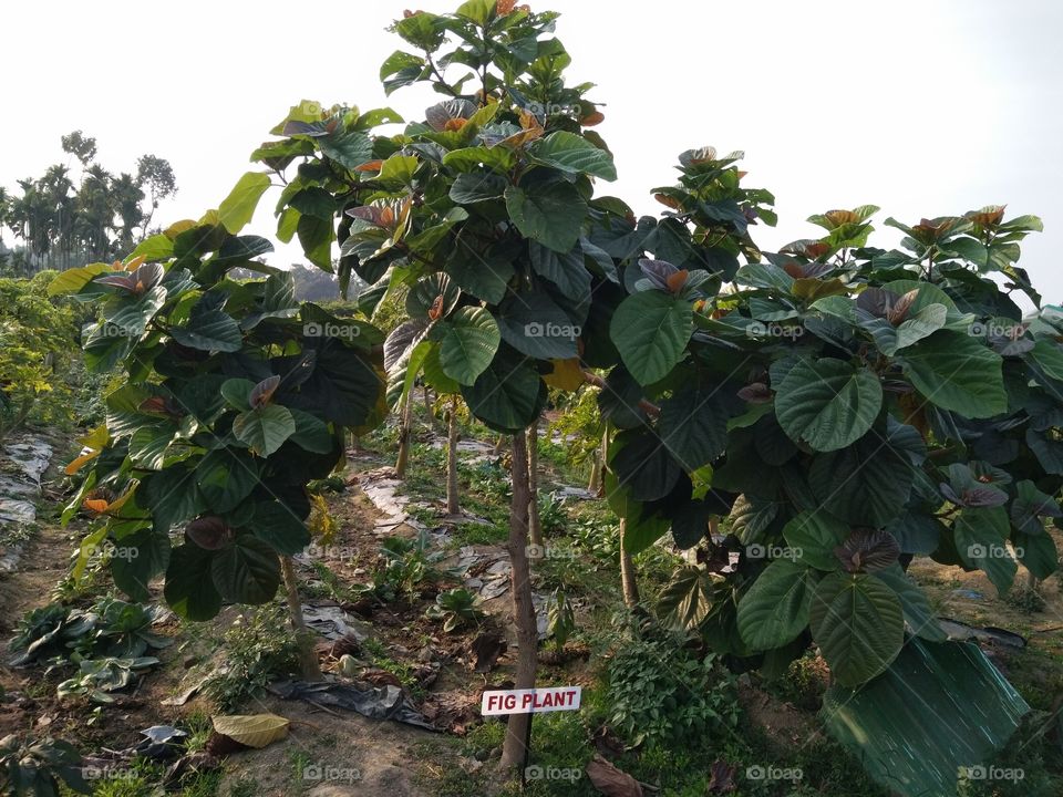 Fig Plant,  the tree of heaven