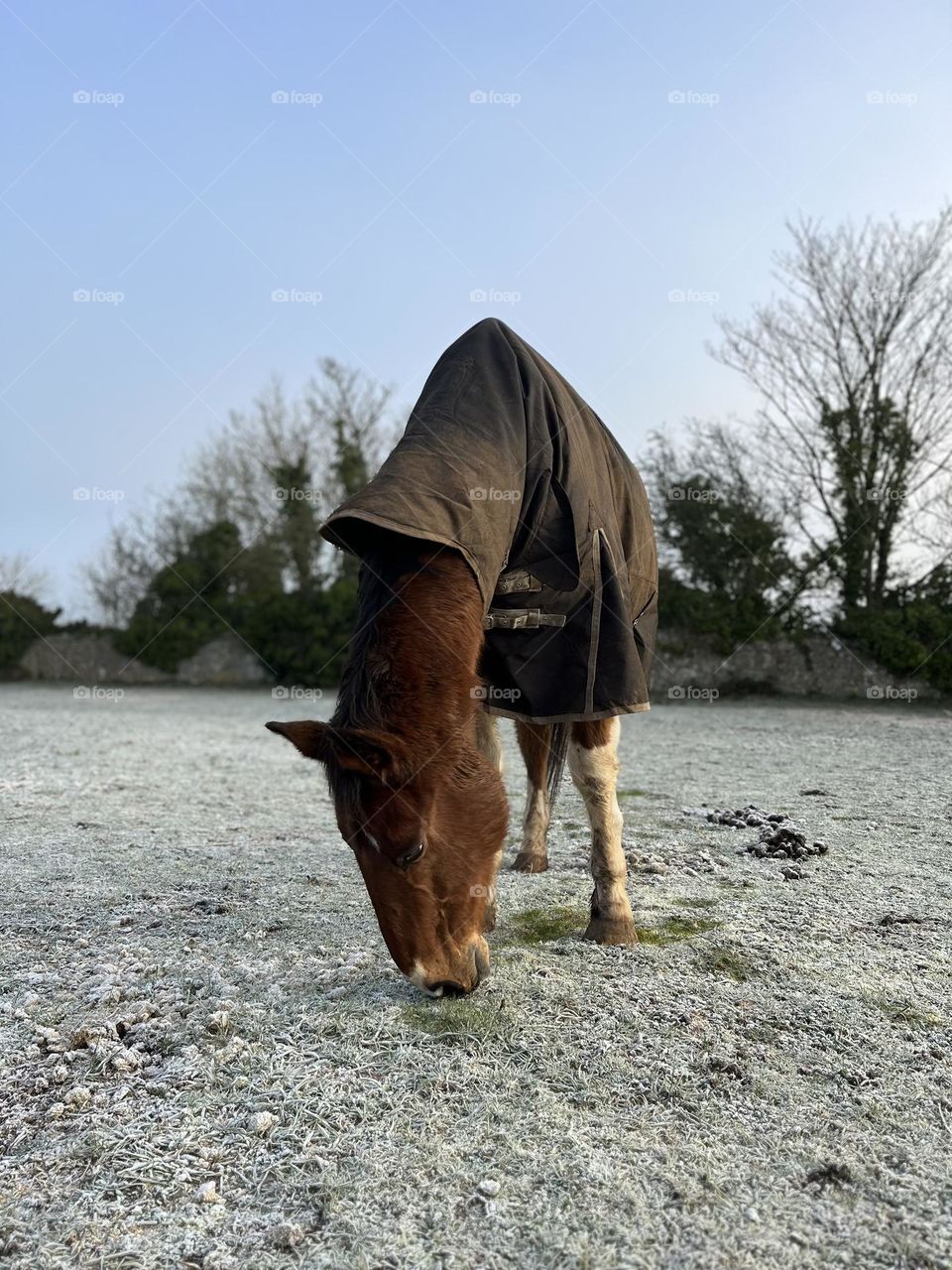 Frosty morning with the horses