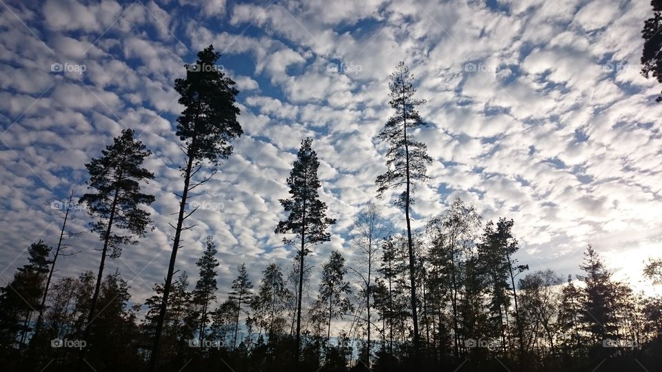 Clouds over the trees