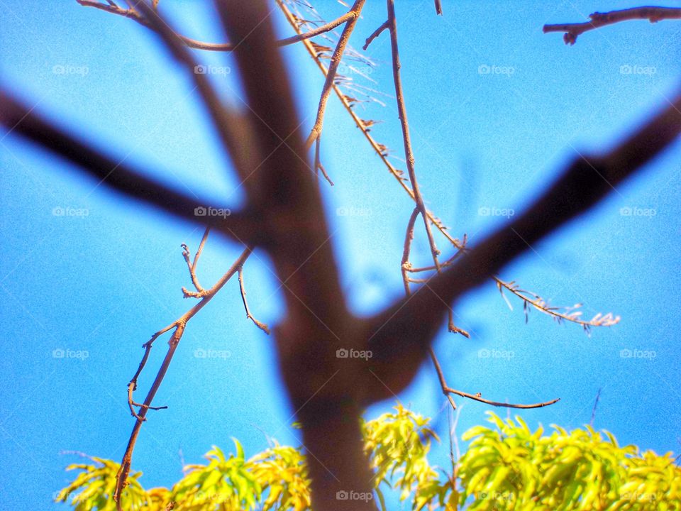 galhos árvore