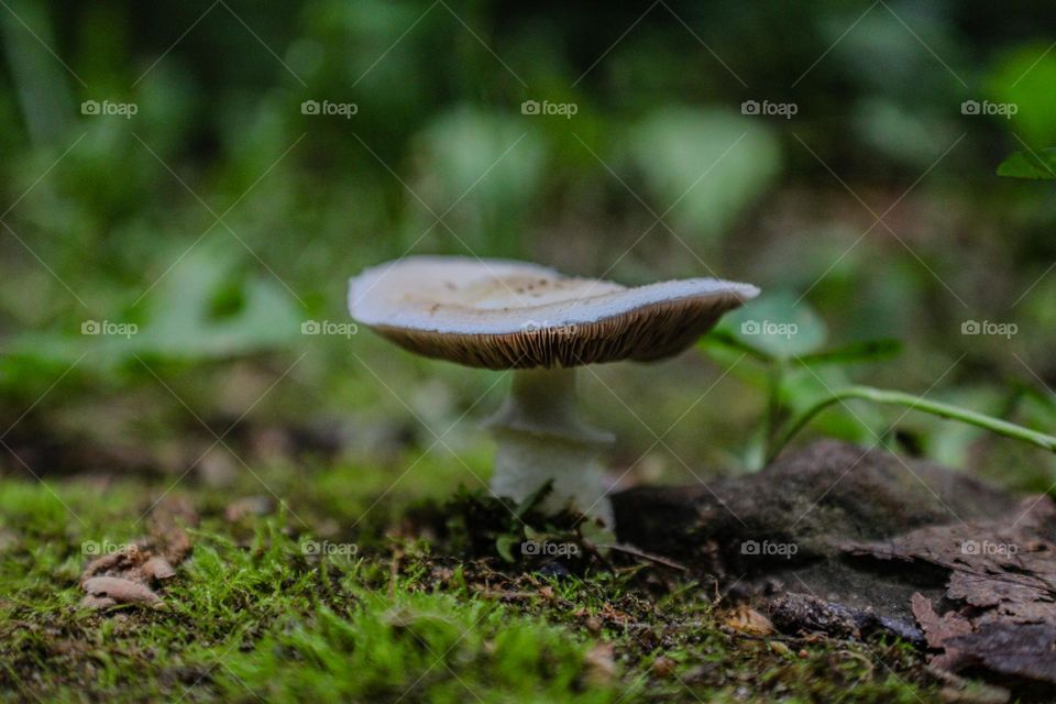 magic mushroom