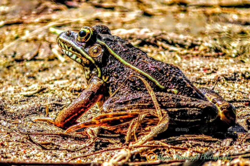 Pond frog waiting for his/her(s) next meal "Come Eat With Me" beautiful markings and colors.