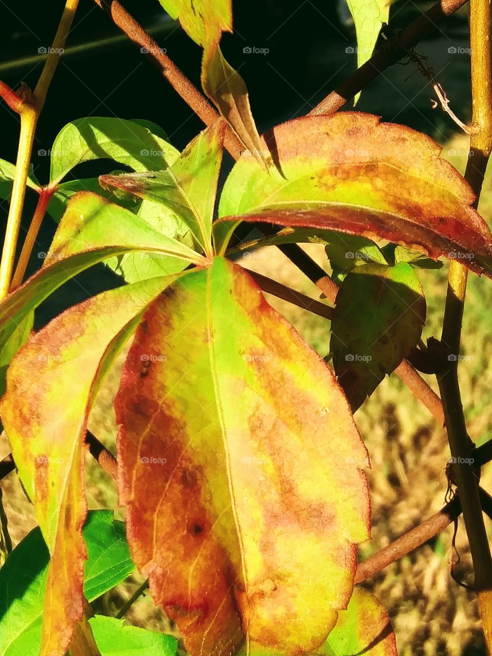 leaves turning