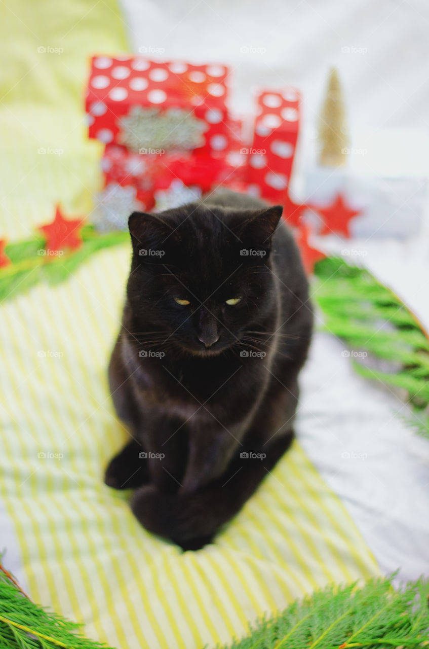 Background of the black cat with green eyes sitting and relaxing near Christmas decorations and pine branches at home. Christmas card. Winter card.