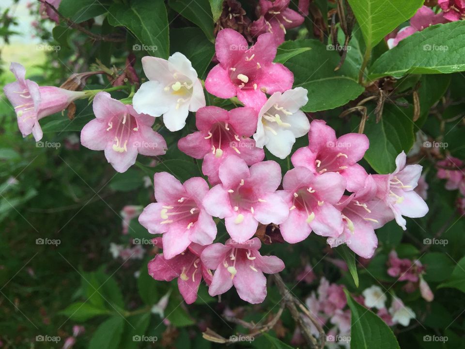 Bush flowers . Pretty in pink bush