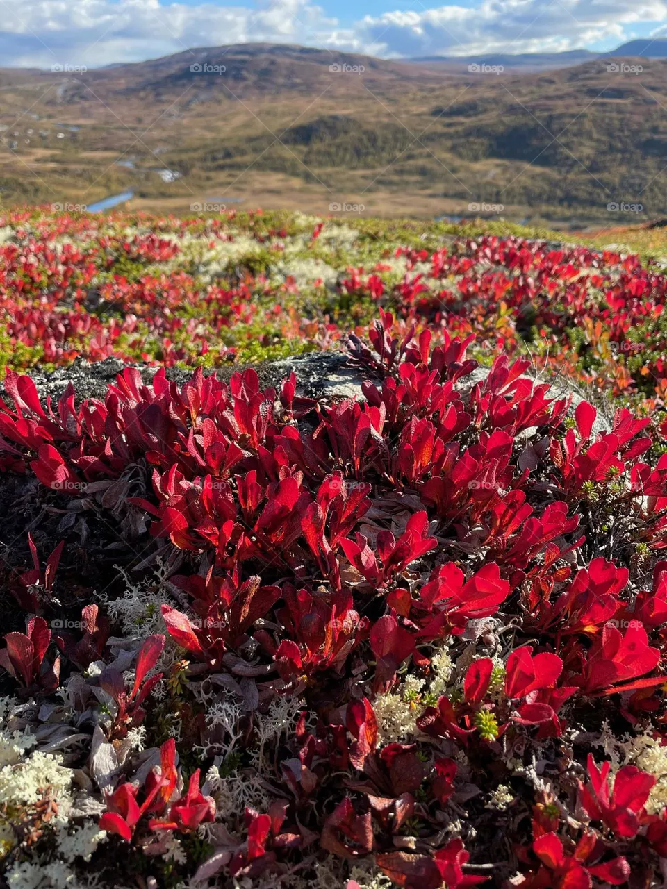 Norwegian fall in the mountains