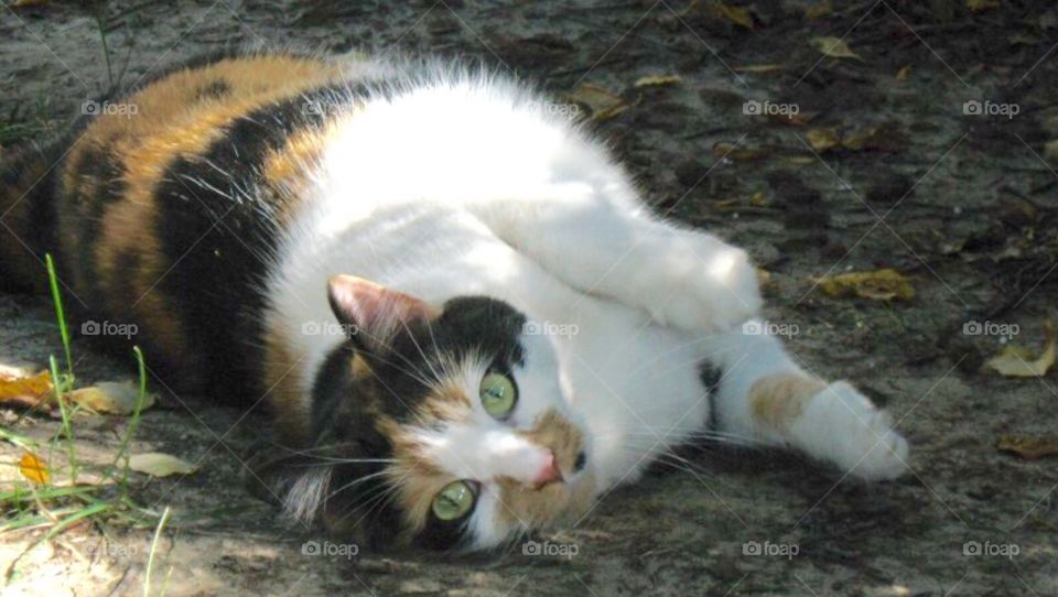 Calico cat