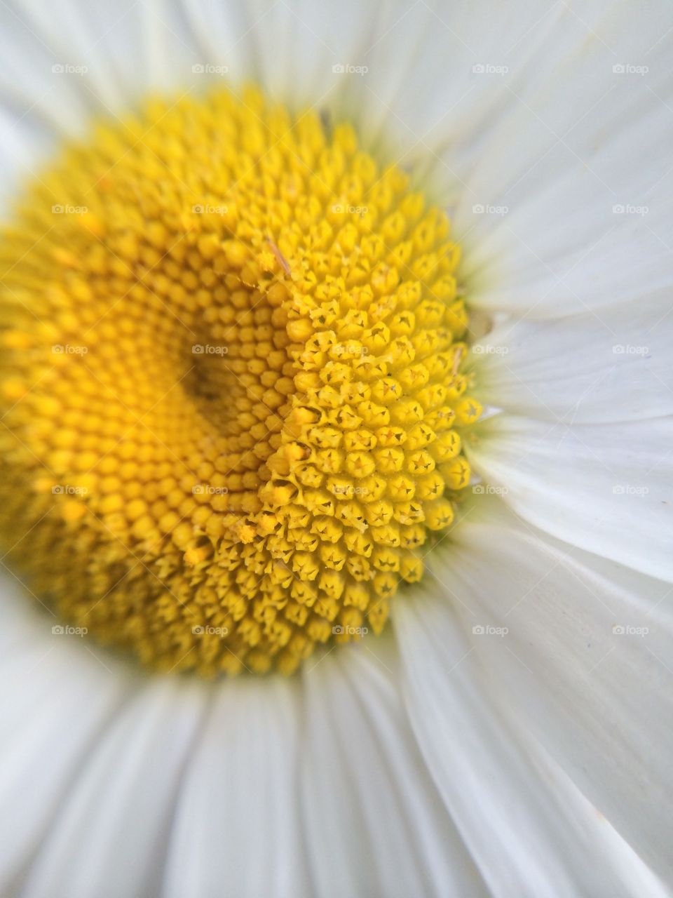Pollen and Petals