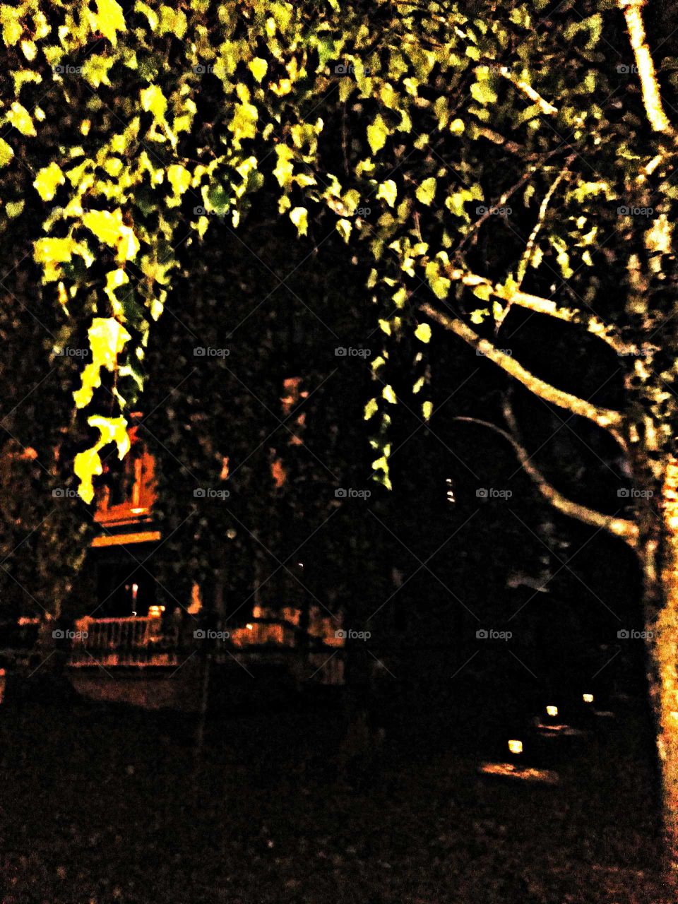 Beautiful Willow Tree at night in  Appalachia.