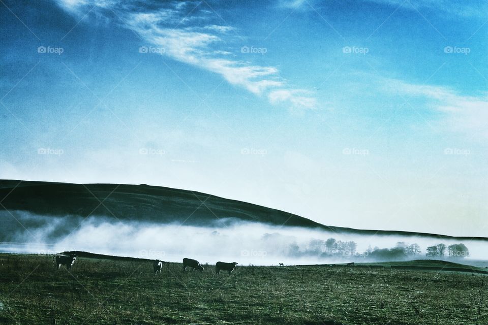 Yorkshire Mist . Yorkshire Mist 