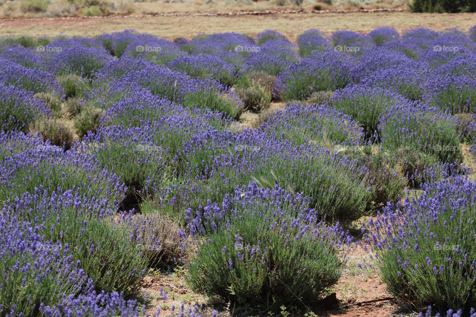 Lavender festival in the summer 