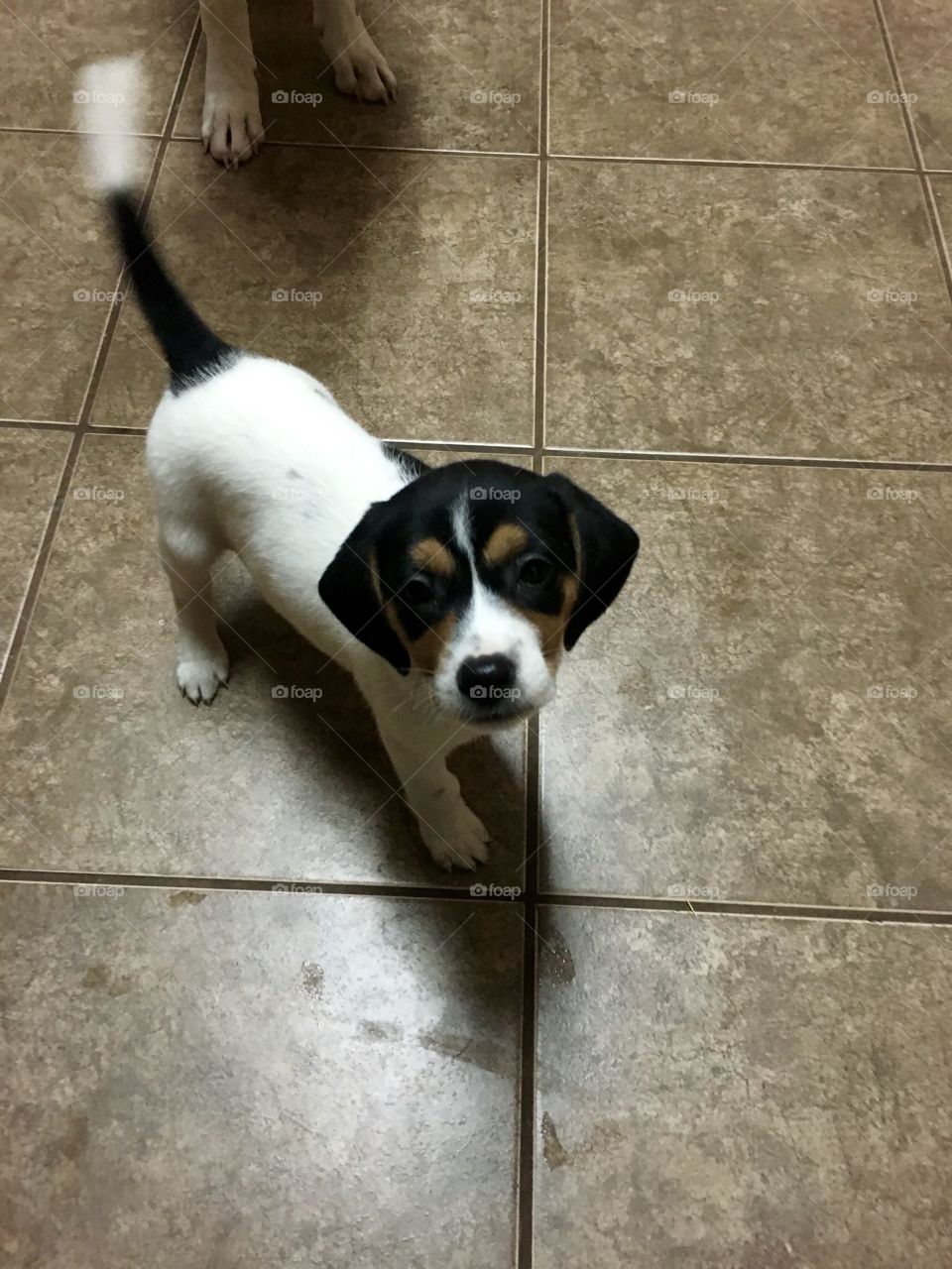 Sweet baby Beagle
