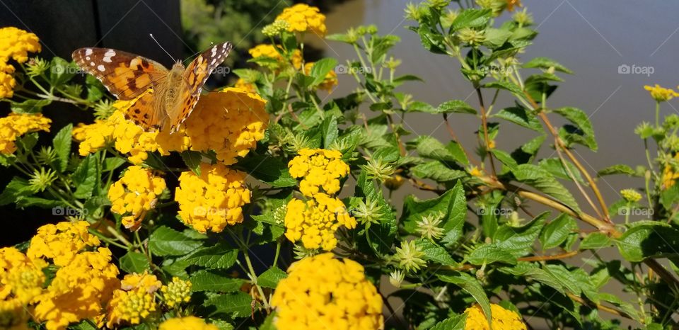 A closeup of a monarch butterfly sitting on a yellow flower bush on the side of a bridge above a river in Arkansas.