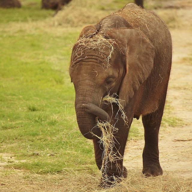 Baby Elephant. I had never seen the finger-like appendage on an elephants trunk before much less photograph it!