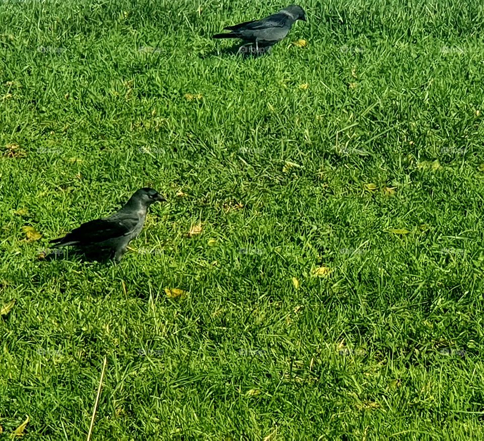 Two birds in the landscape