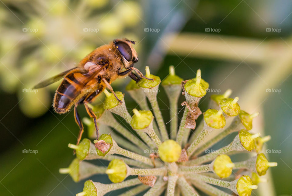 Close-up of bee with flower