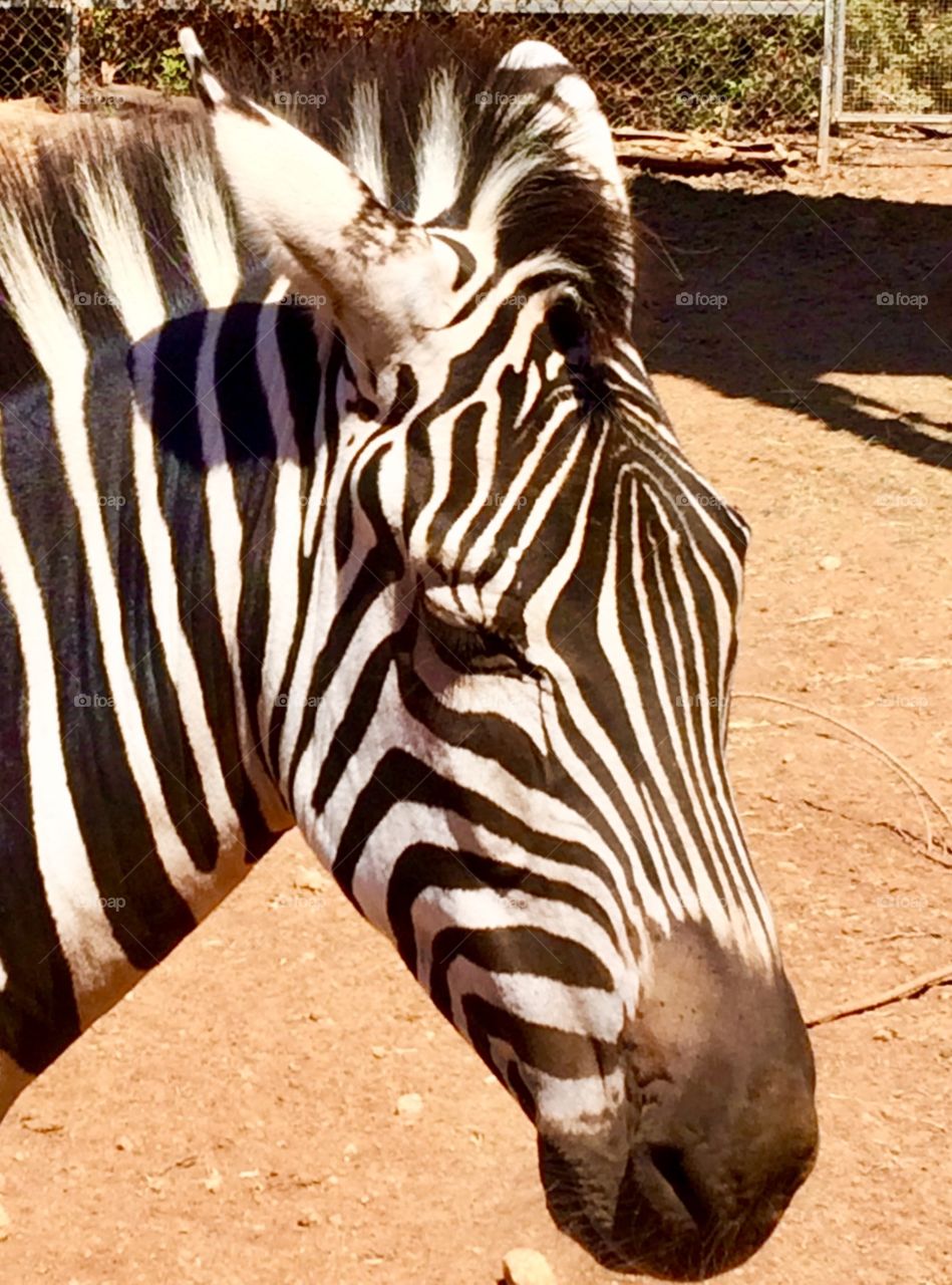 Zebra at Paphos zoo Cyprus 