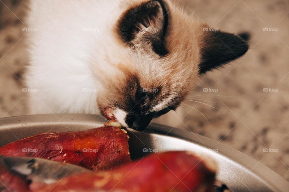 Gatinho e batata doce