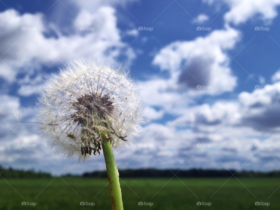 dandelion