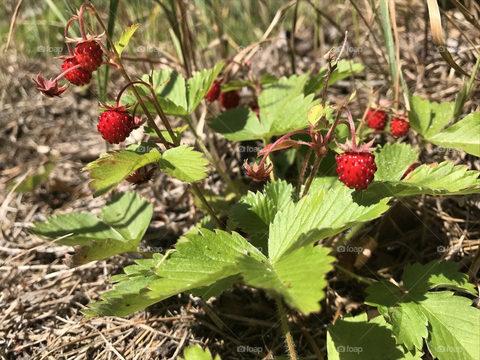 Wild strawberry 