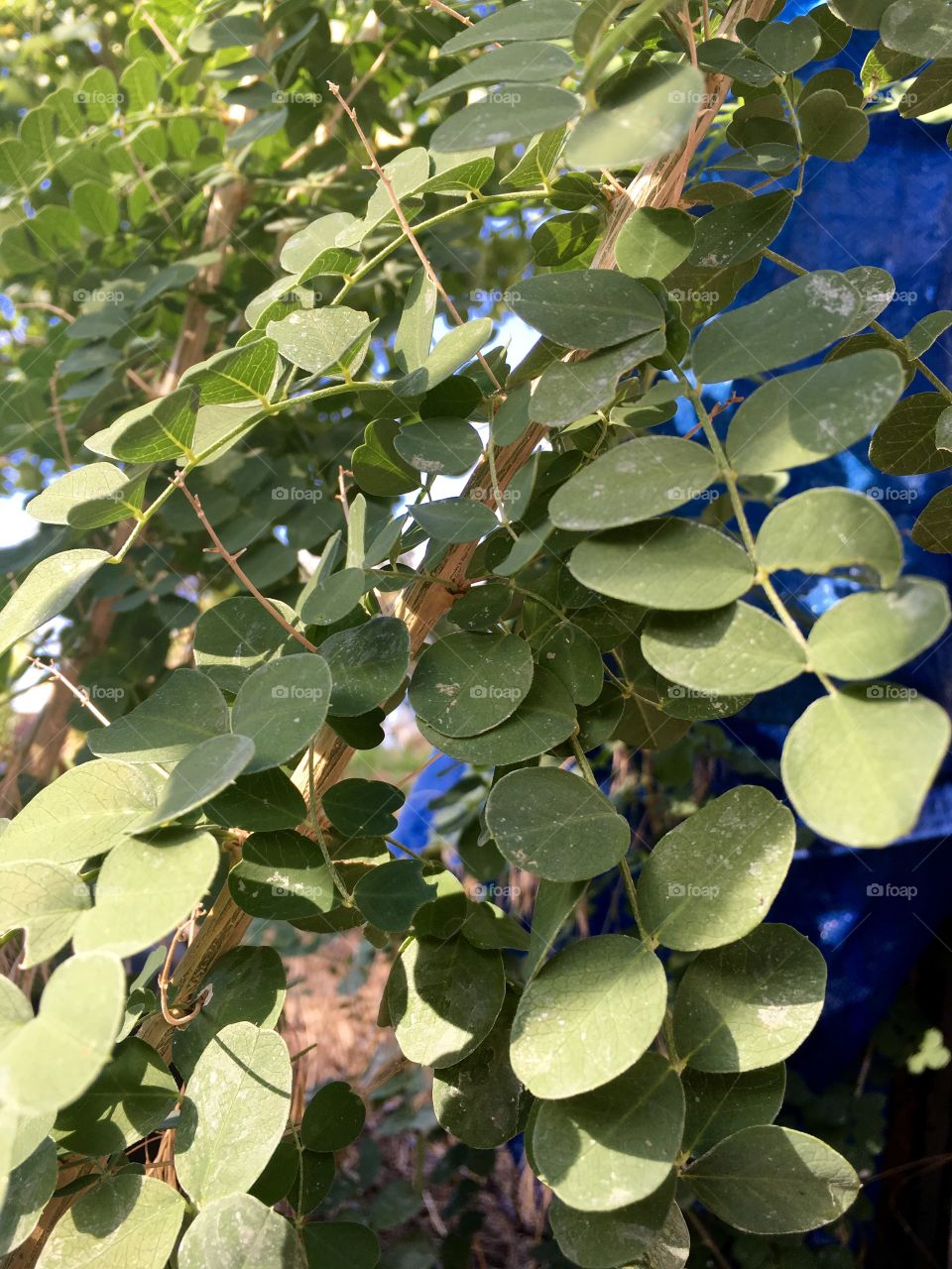 Leaves