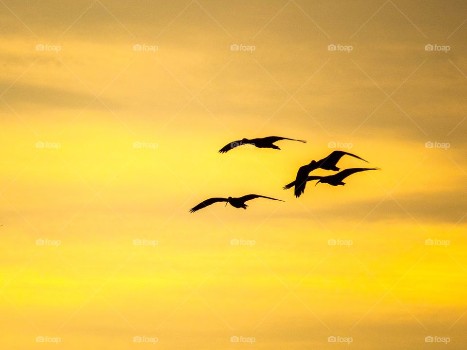 Brazilian Birds