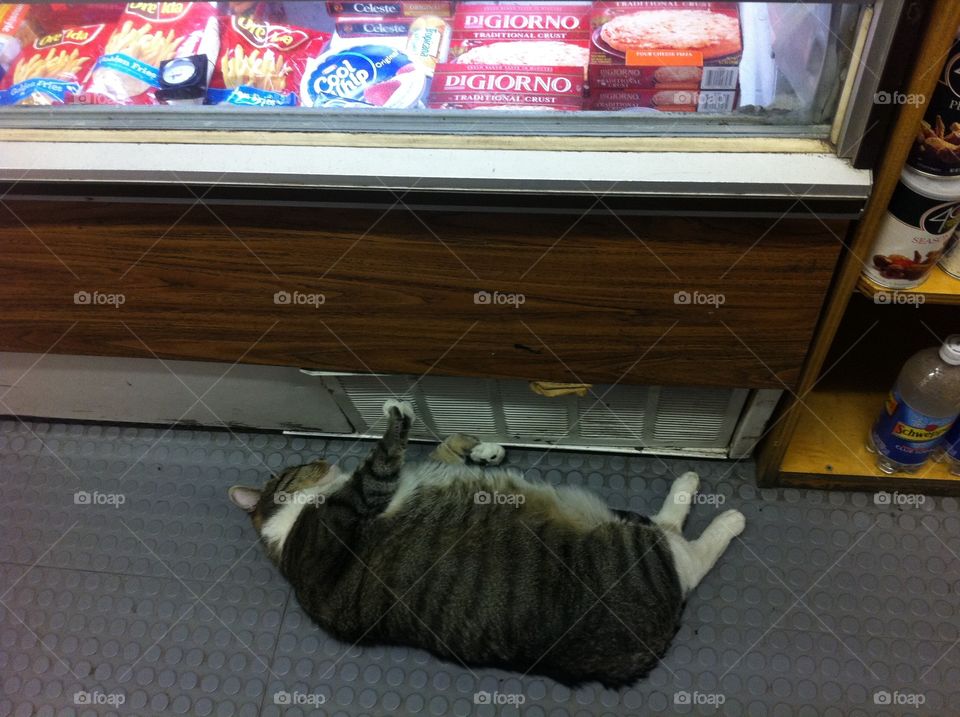 Bodega cat