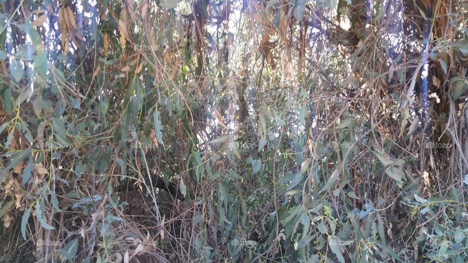 Nature, Leaf, No Person, Flora, Tree