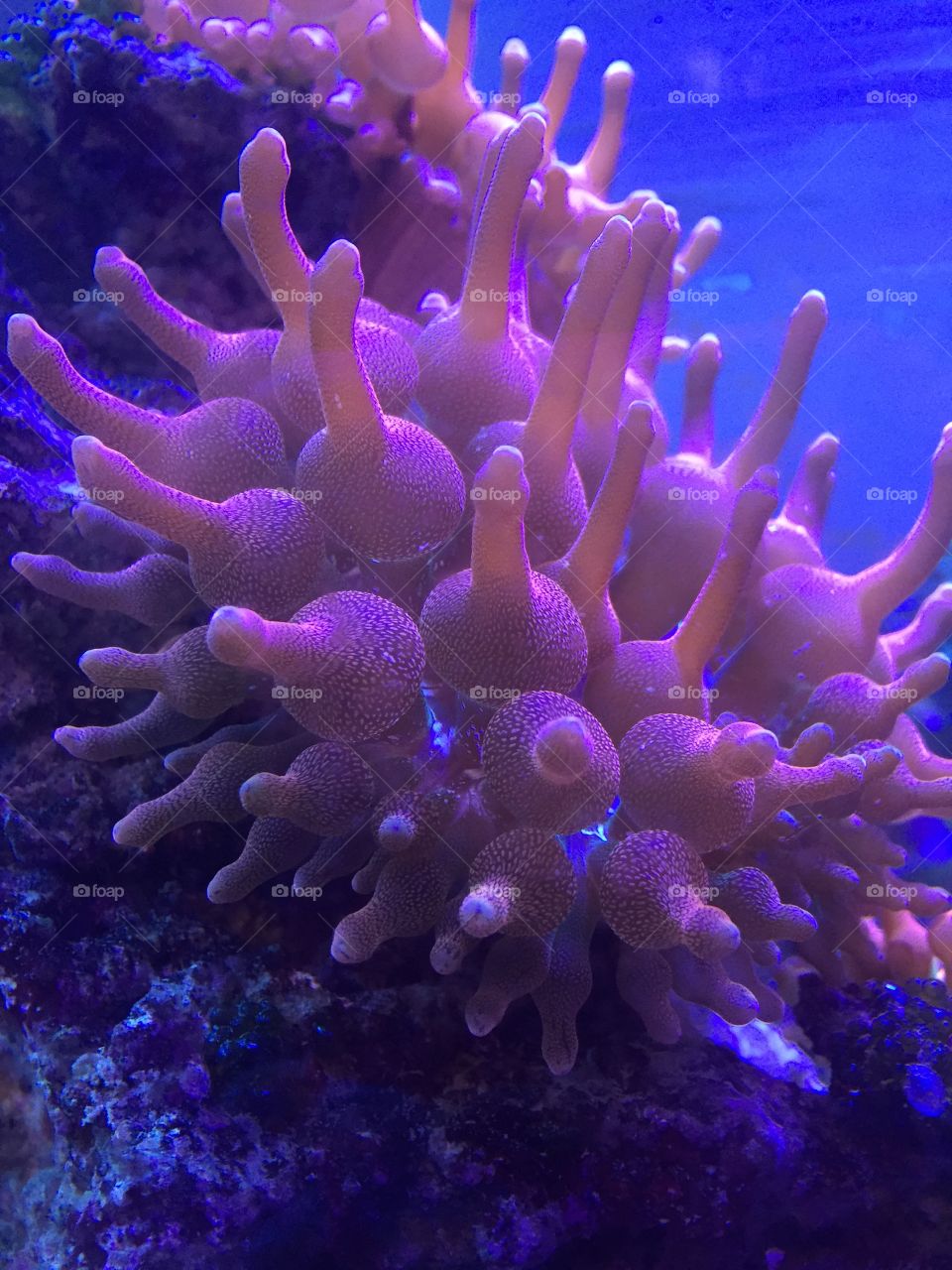 Salt Water Anemone