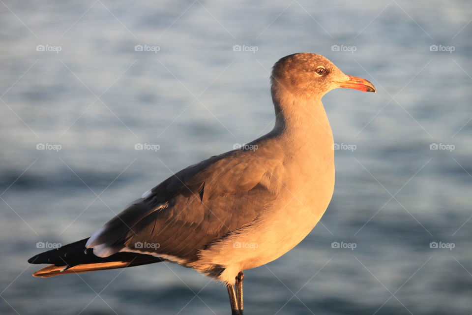 Bird on the pier