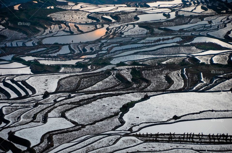 Rice terraces