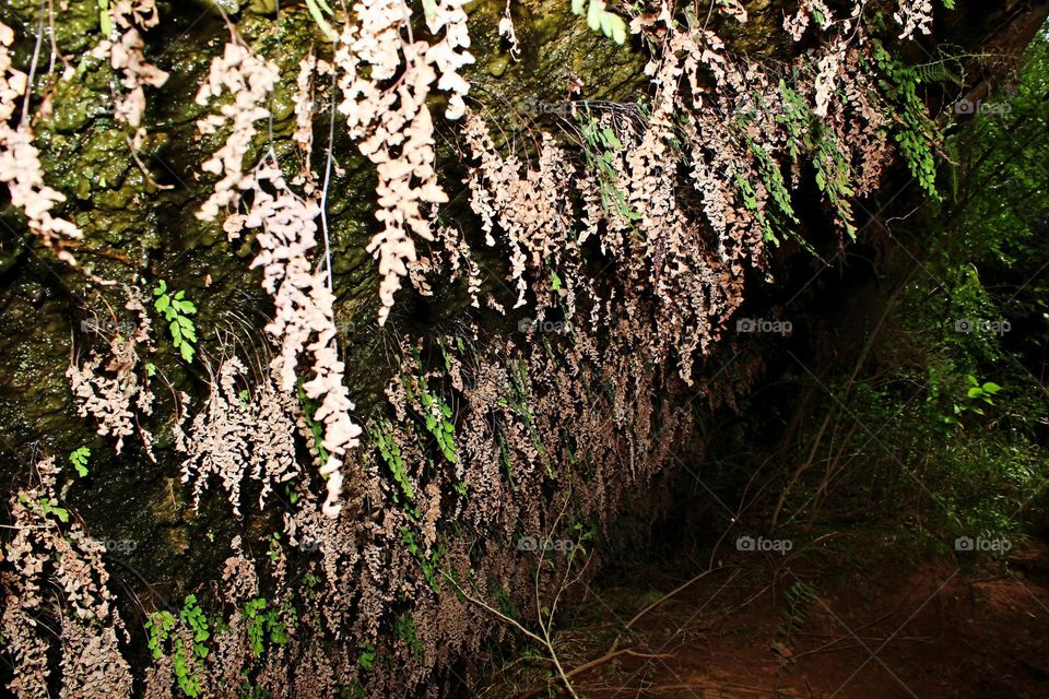 leaves hanging from a cave
