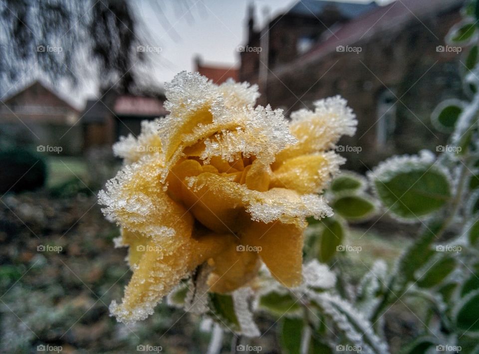 Frozen flower