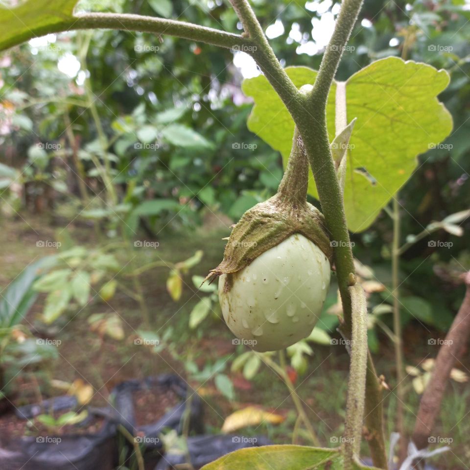 Eggplant plants planted in the yard of the house