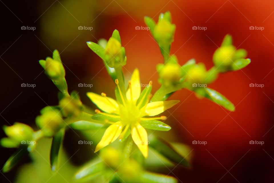 Yellow bloom on sedum