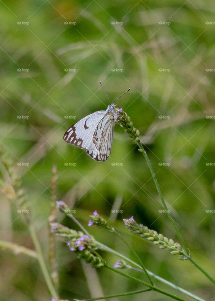 Brown-veined white butterfly 