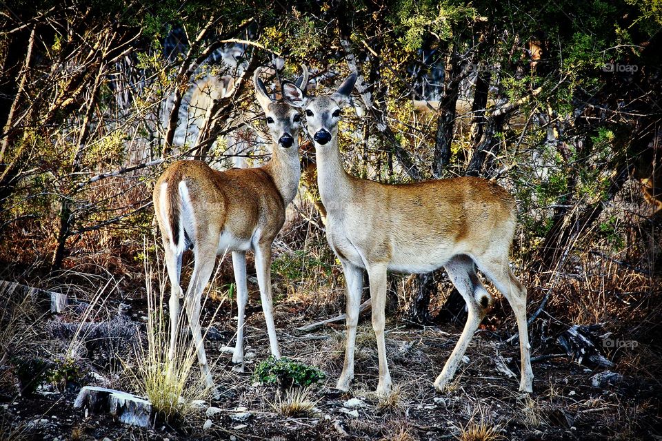 young buck and doe