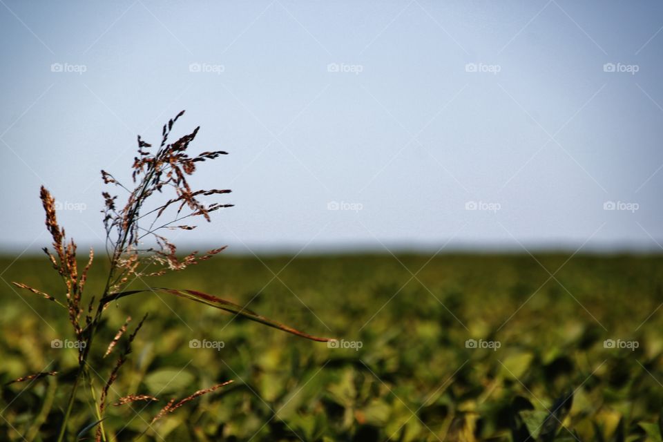 Close-up of weed