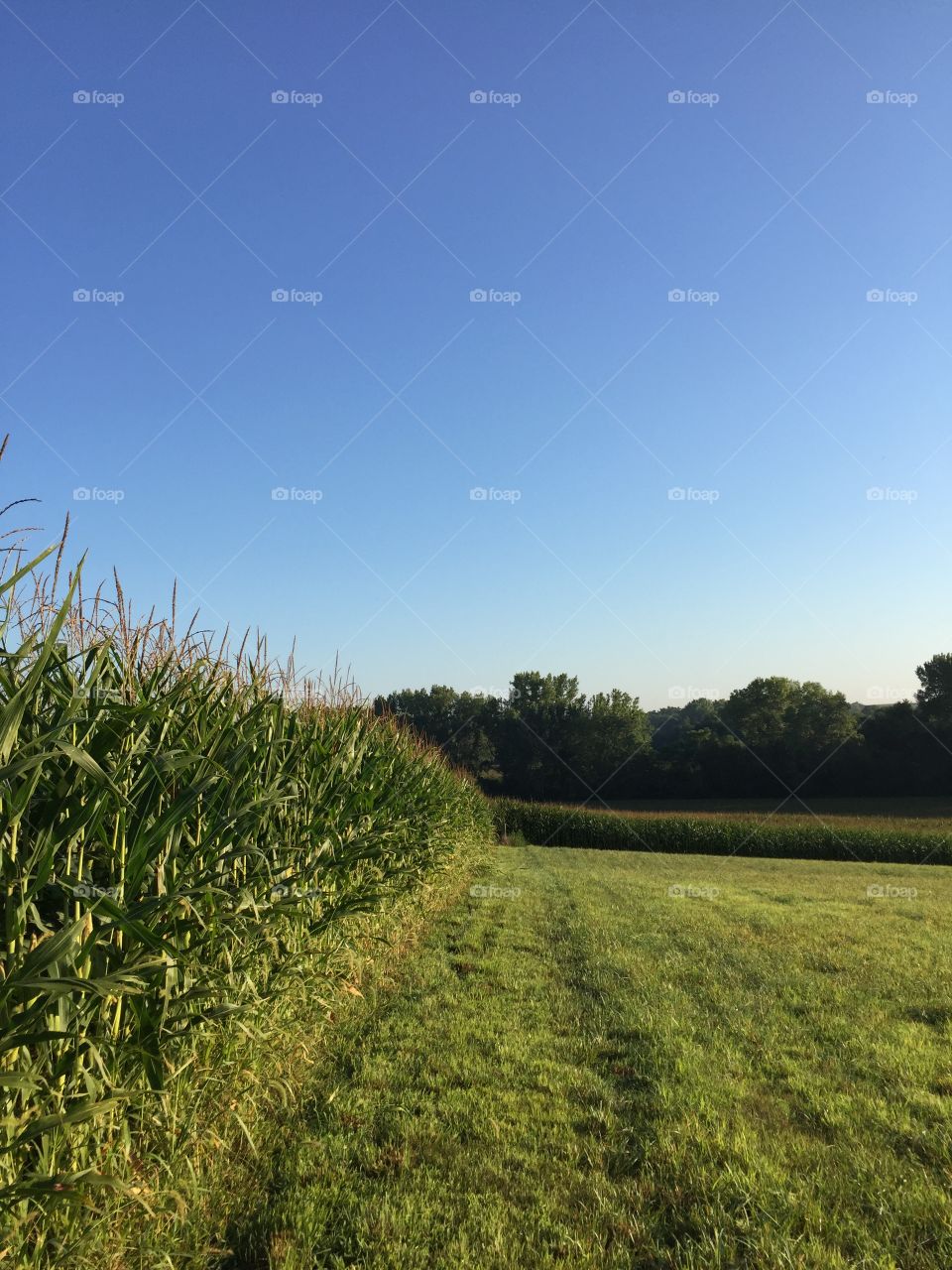 Corn Hedge