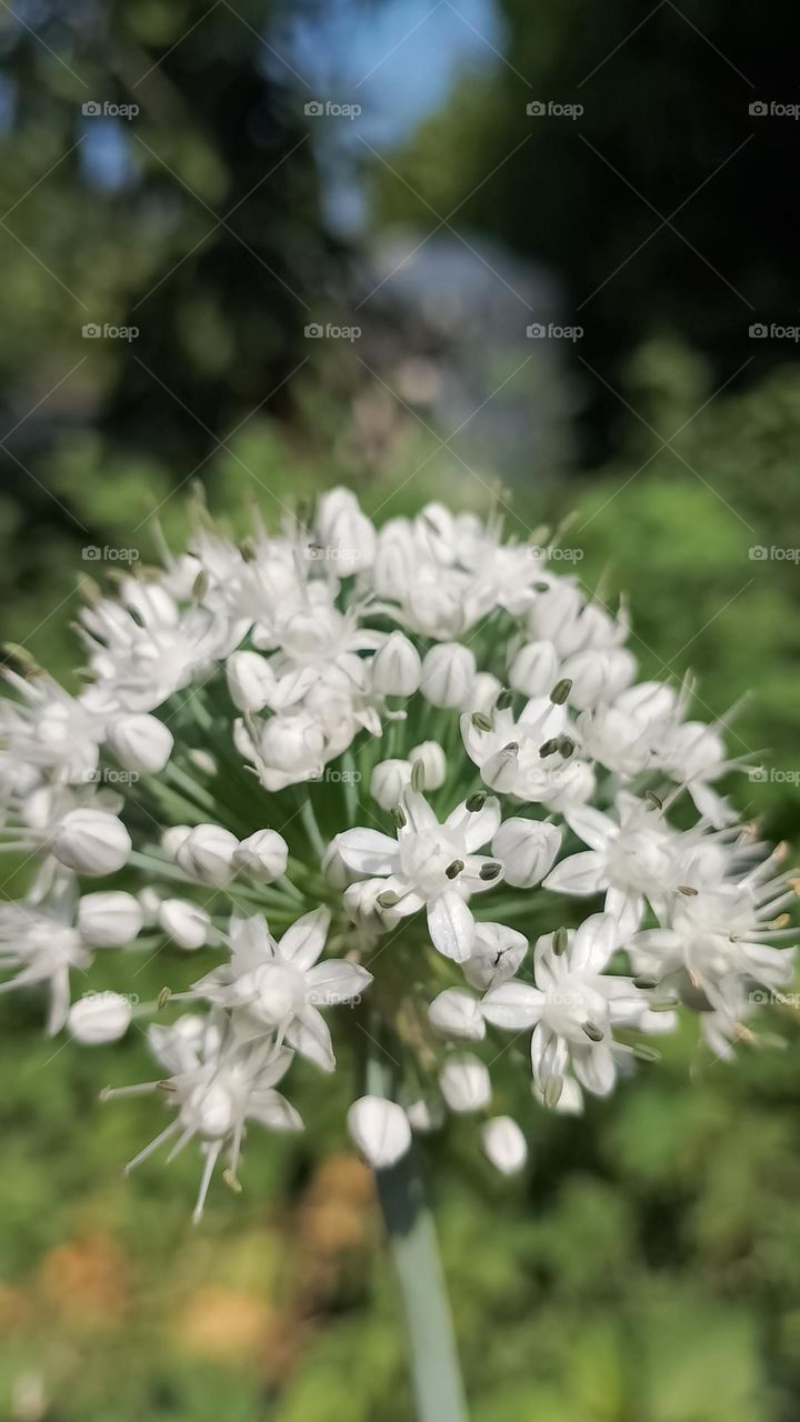 my garden is the best click🤩