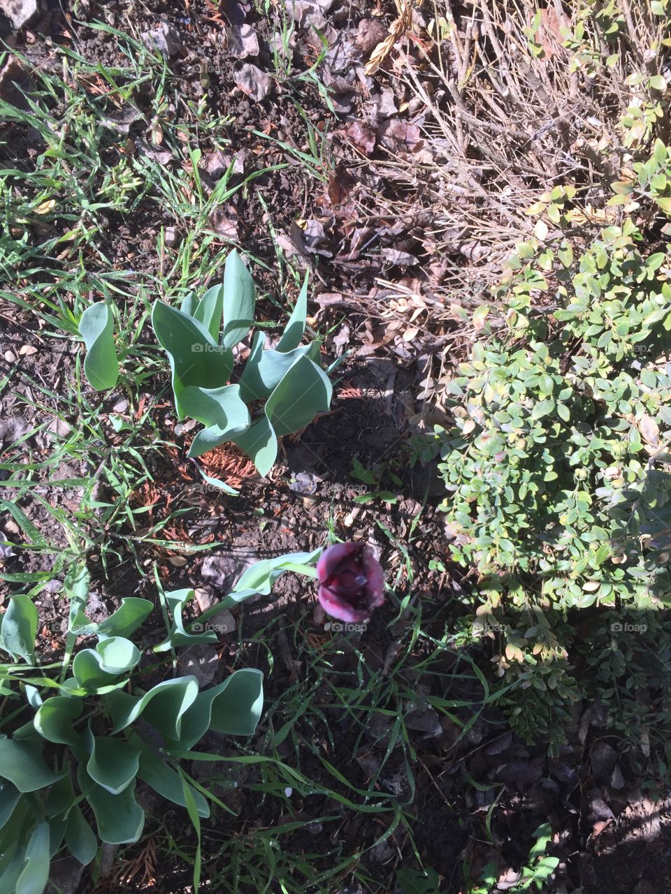 Tulips after rain