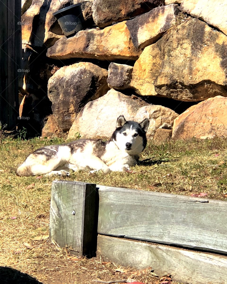 Lazing in the sun