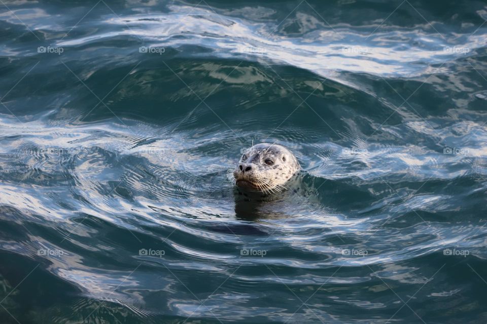 Baby sea lion popping it’s head up