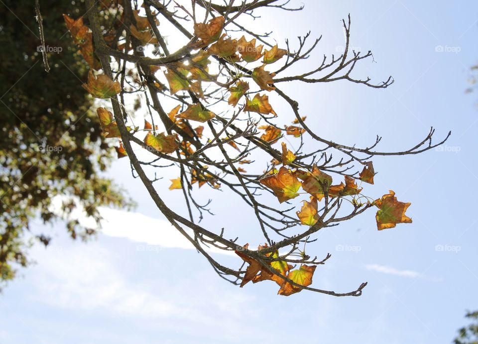 Tree, Branch, Leaf, Nature, Flora