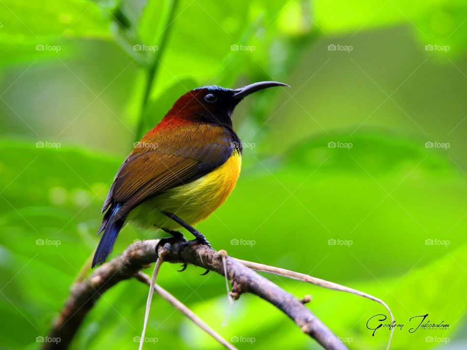 This called singing maroon nape sunbird (aethopyga guimarasensis) you will find them Balinsasayao Twin Lakes Natural Park Negros Oriental.