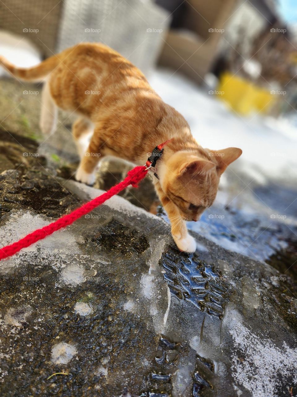 little orange and white kitten walking in a wet slushy footprint outside.