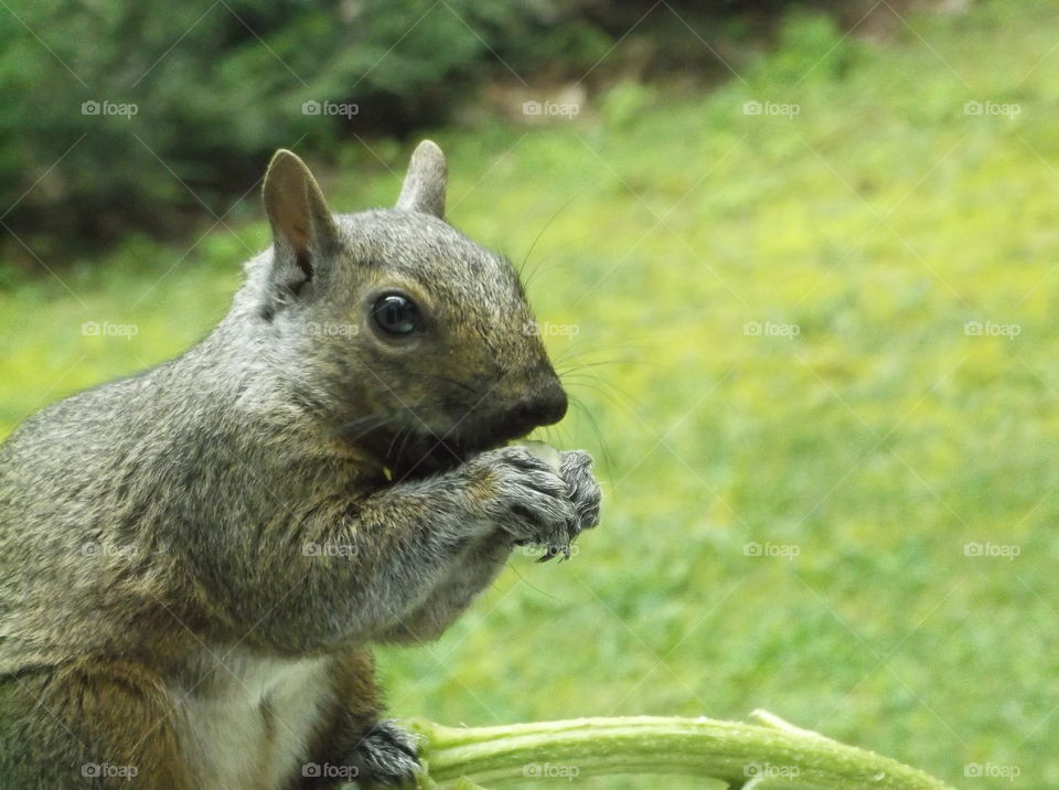 squirrel on the feeder